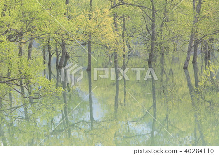Lake covered with fresh green 40284110