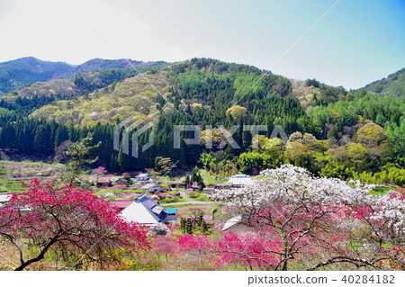 Hanamomo flowers Hanamomo flowers 40284182