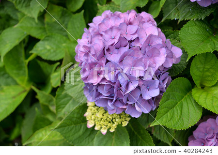 Hydrangea 40284243