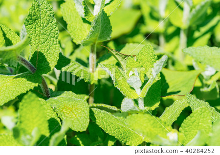 蘋果薄荷 40284252