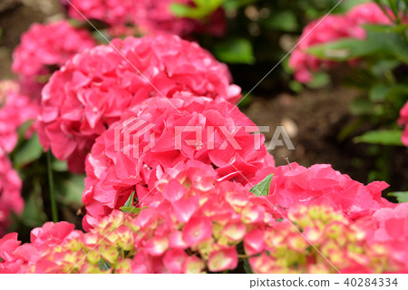 Hydrangea Hydrangea 40284334