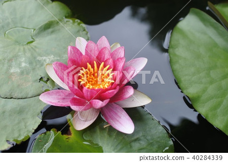 Lotus flower Lotus flower 40284339