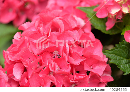 Hydrangea 40284363