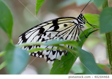 Butterfly and green 40284468