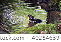 野鳥沐浴：Kibitaki男 40284639
