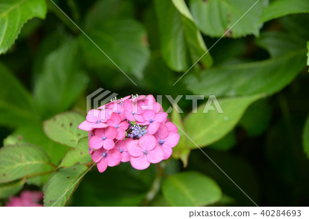 Hydrangea 40284693