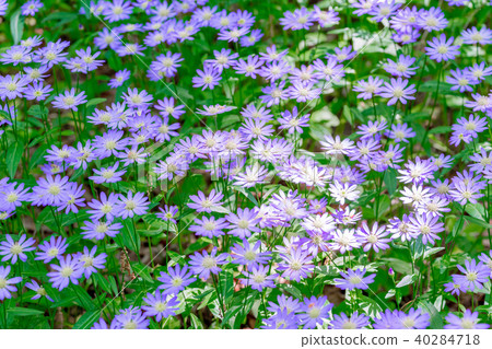 Miyako Wasure 40284718