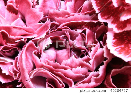 Carnation macro 40284737