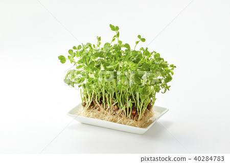 Bean pea sprouts (cultivation day 5) Bean pea sprouts (cultivation day 5) 40284783