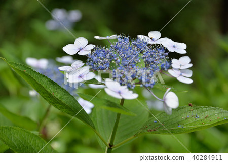 繡球 繡球 40284911