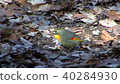 紅嘴Leiothrix，Pekin Ro紅嘴Leiothrix，Pekin Ro，東京，多摩地區 40284930