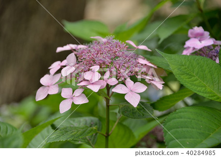 Hydrangea Hydrangea 40284985
