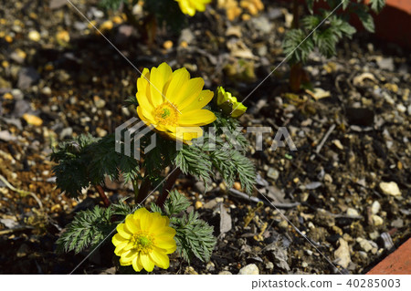 Fukujugusa, common species, golden color @ home garden, Sakai City, Osaka Prefecture Fukujugusa, common species, golden color @ home garden, Sakai City, Osaka Prefecture 40285003