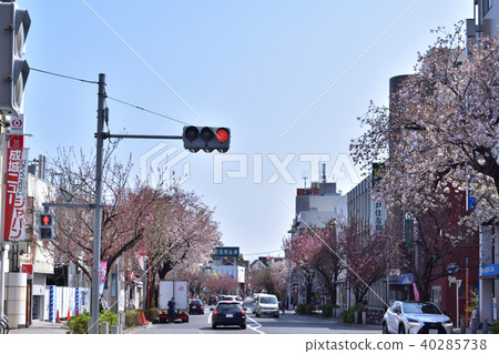 Row of cherry blossom trees in Sakura Shinmachi 40285738