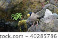來洗澡的Ikaru：日本的Grosbeak 40285786
