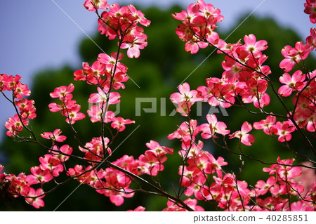 背景黑色·山茱萸5 40285851