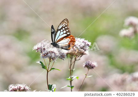 Asagi madara 40286029