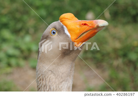 Goose face up photo | Animals & Birds 40286197