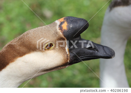 Goose face up photo | Animals & Birds Goose face up photo | Animals & Birds 40286198
