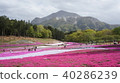 從Shibazakura山和綿羊山公園看到的Buko山：秩父 40286239