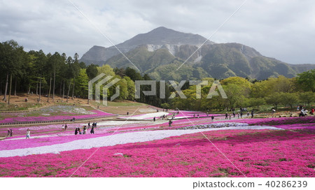 從Shibazakura山和綿羊山公園看到的Buko山:秩父 從Shibazakura山和綿羊山公園看到的Buko山:秩父 40286239