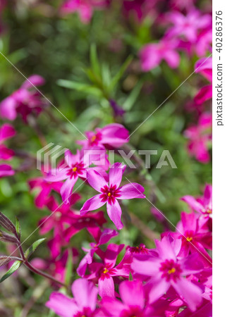 秩父伊桑公園 40286376