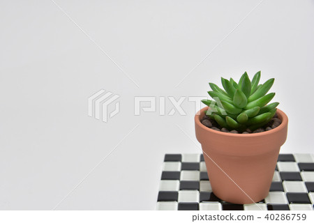 多汁植物 40286759