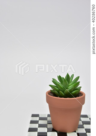 Succulent plants 40286760