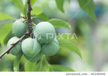 plum plum 40286840