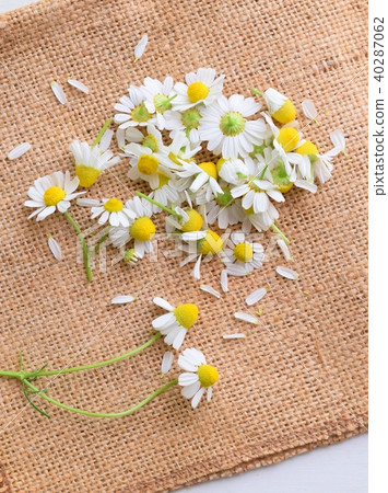 洋甘菊花瓣放在亞麻布上，室內 40287062