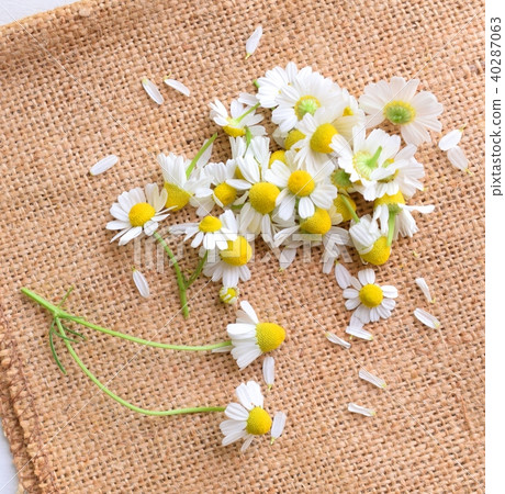 洋甘菊花瓣放在亞麻布上,室內 洋甘菊花瓣放在亞麻布上,室內 40287063