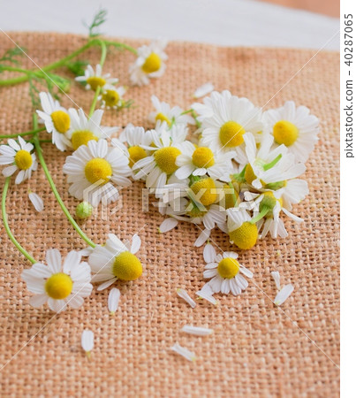 Chamomile petals placed on linen, indoor, natural 40287065