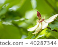 柏花 40287344