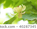 柏花 40287345