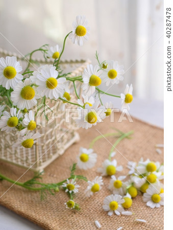 洋甘菊花內部,自然 洋甘菊花內部,自然 40287478