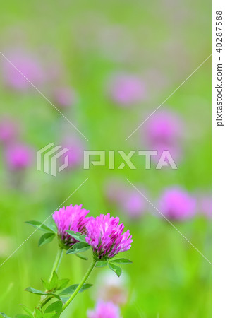 Lotus grass Lotus grass 40287588