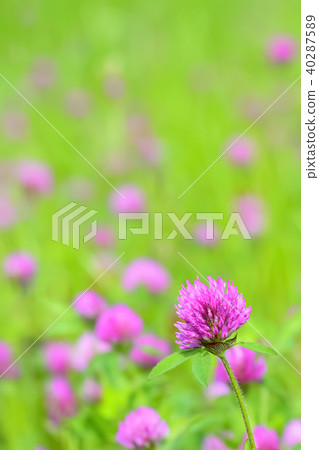 Lotus grass 40287589