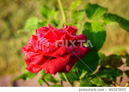 Close up of red rose with dew drop on a bush Close up of red rose with dew drop on a bush 40287693
