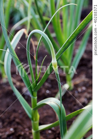 Garlic sprout garlic cultivation Garlic sprout garlic cultivation 40288371
