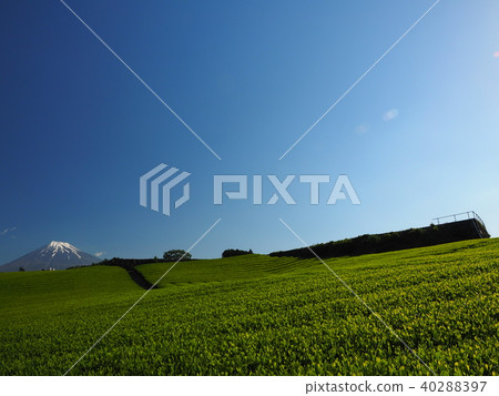 Mount Fuji and tea plantation Mount Fuji and tea plantation 40288397