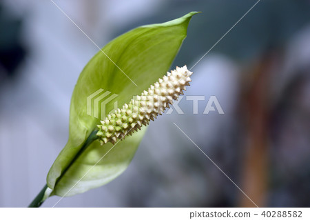 Spathiphyllum cochlearispathum ARACEAE Spathiphyllum cochlearispathum ARACEAE 40288582