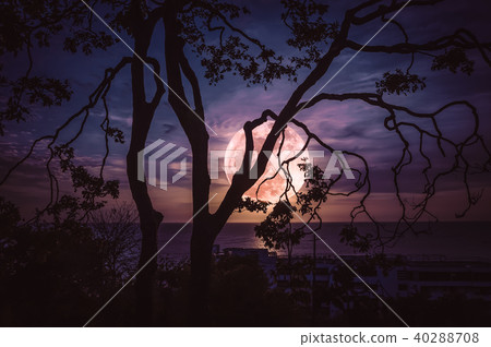 Silhouette trees against sky and full moon on sea 40288708