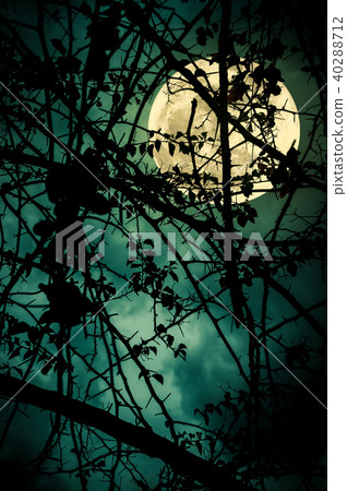 Landscape of sky with full moon behind tree branch 40288712