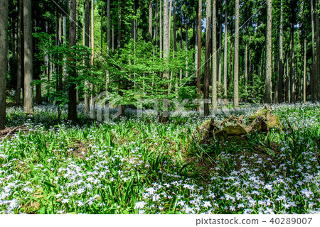 沙加羊群，水源村京都綾部 40289007