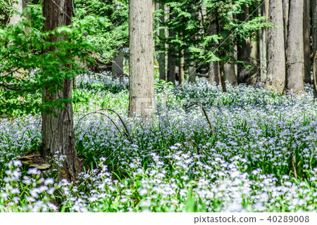沙加羊群,水源村京都綾部 沙加羊群,水源村京都綾部 40289008