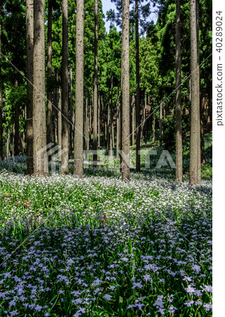 Shaga flock, water source village Kyoto Ayabe Shaga flock, water source village Kyoto Ayabe 40289024