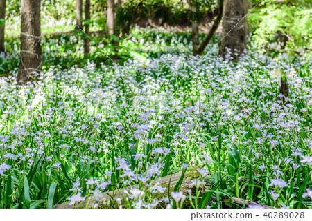 Shaga flock, water source village Kyoto Ayabe 40289028
