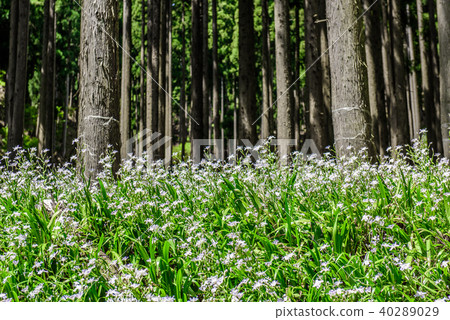 沙加羊群，水源村京都綾部 40289029