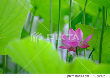 蓮花和蜜蜂 40289049