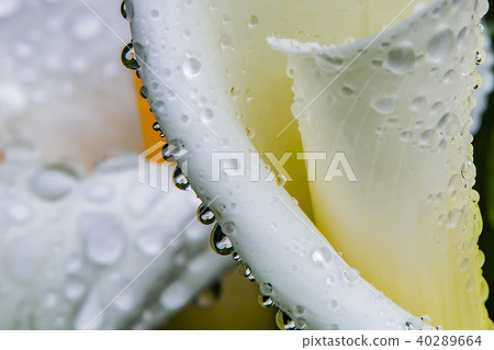 海芋花露珠 海芋花露珠 40289664